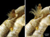 Hydroides dianthus from Charleston, SC Liomia medusa from Morris Island, Charleston Harbor, SC